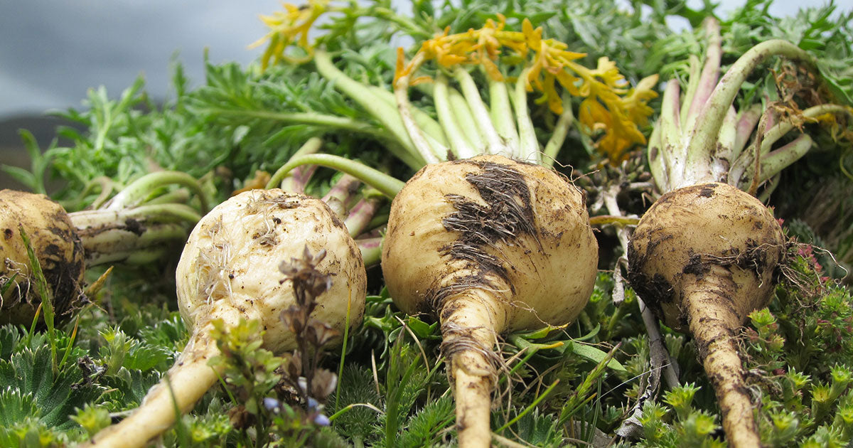  image of Maca Root